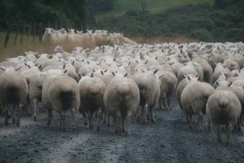 Nieuw-Zeeland 2011 - 1897